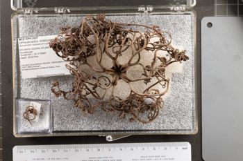 Media type: image;   Invertebrate Zoology OPH-2927 Aspect: container